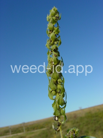 marshelder, annual